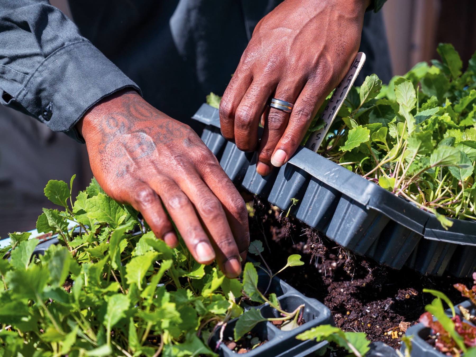 Hands lifting a tray of vegetable seedlings at a Premier garden